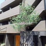 ラフィーヌ上目黒